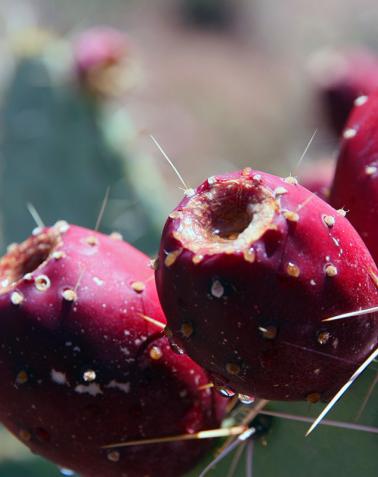 Prickly pear cactus