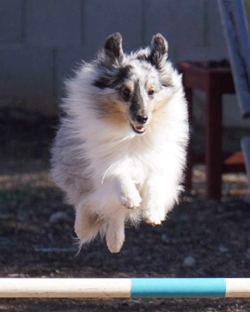 Wrigley, the lost Shetland Sheepdog found by ADOT crew. Wrigley, the lost Shetland Sheepdog found by ADOT crew.