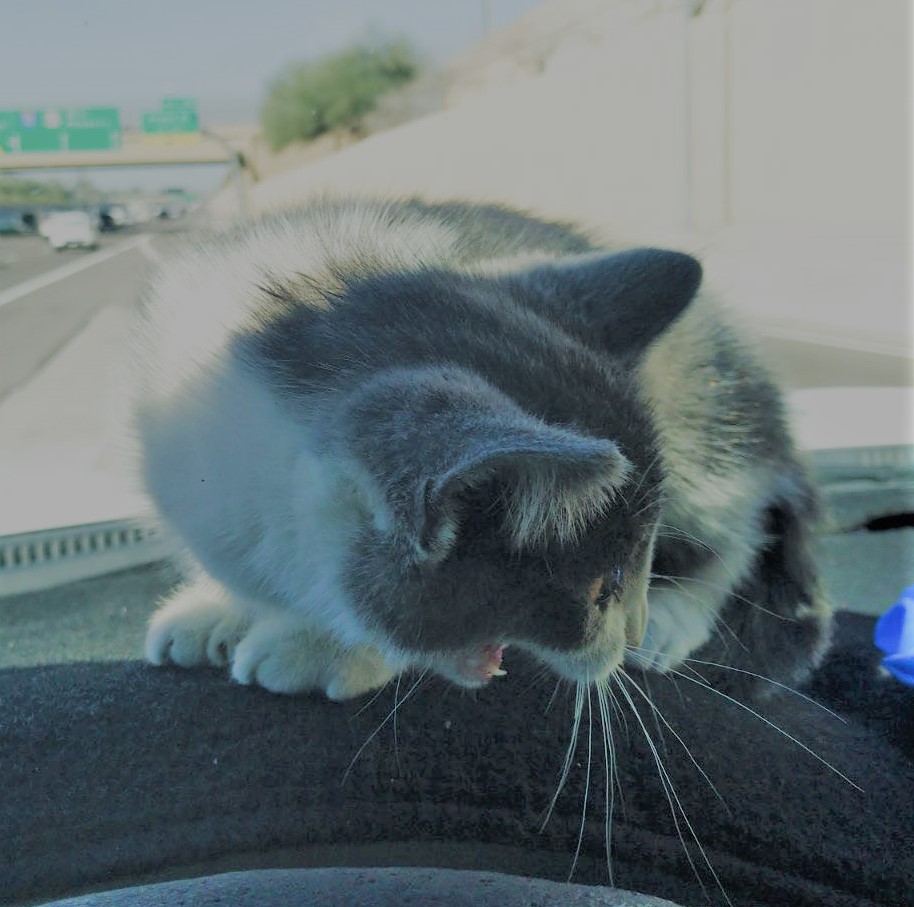 Cat 3