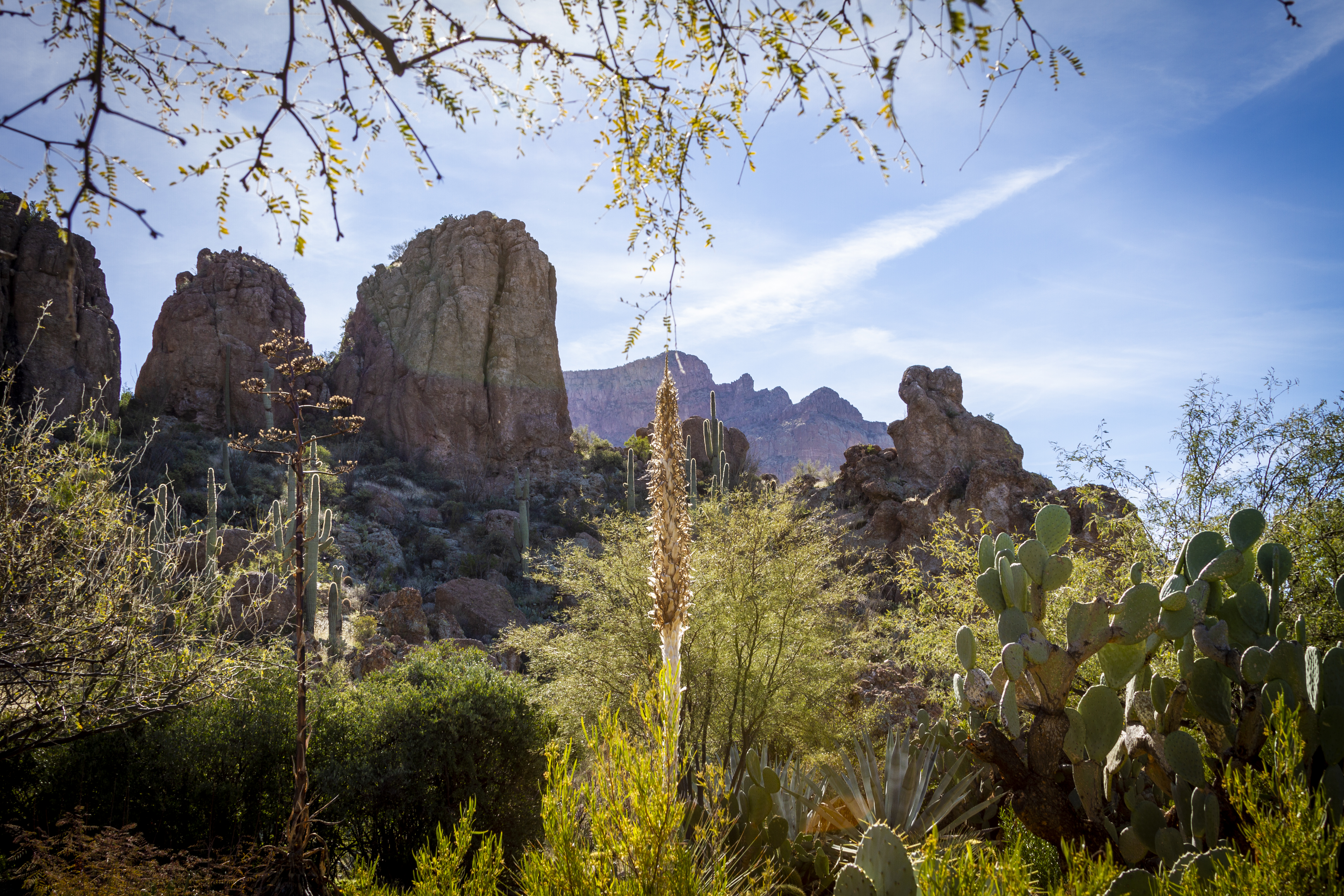 Boyce Thompson Arboretum